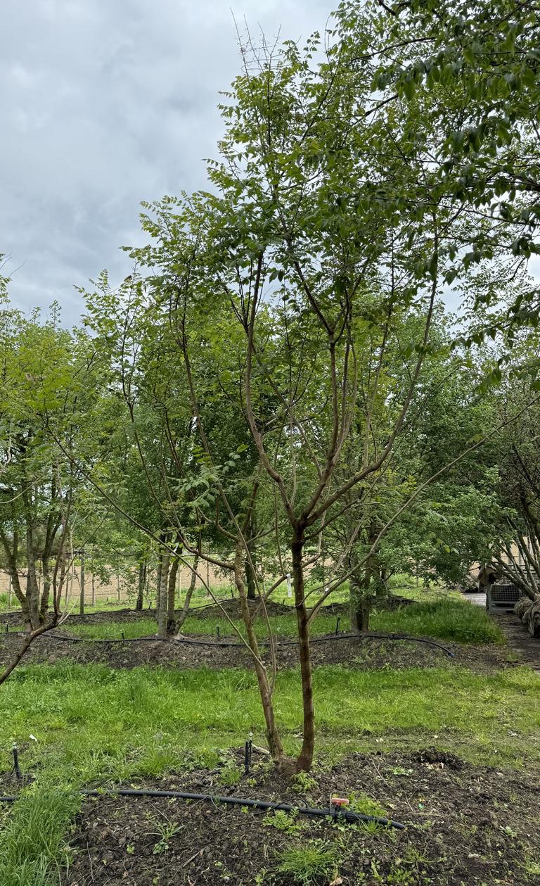 Koelreuteria paniculata