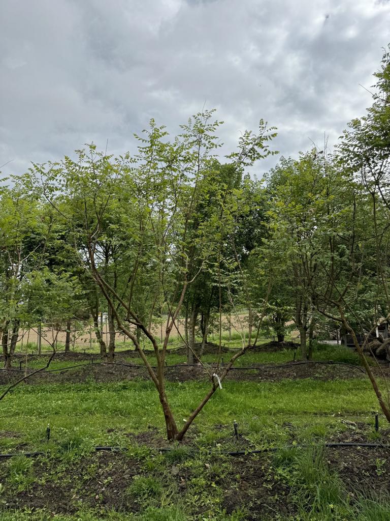 Koelreuteria paniculata