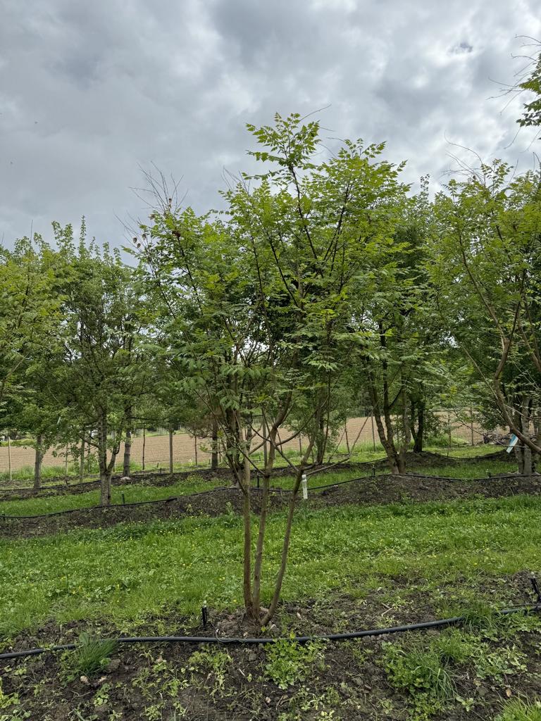 Koelreuteria paniculata
