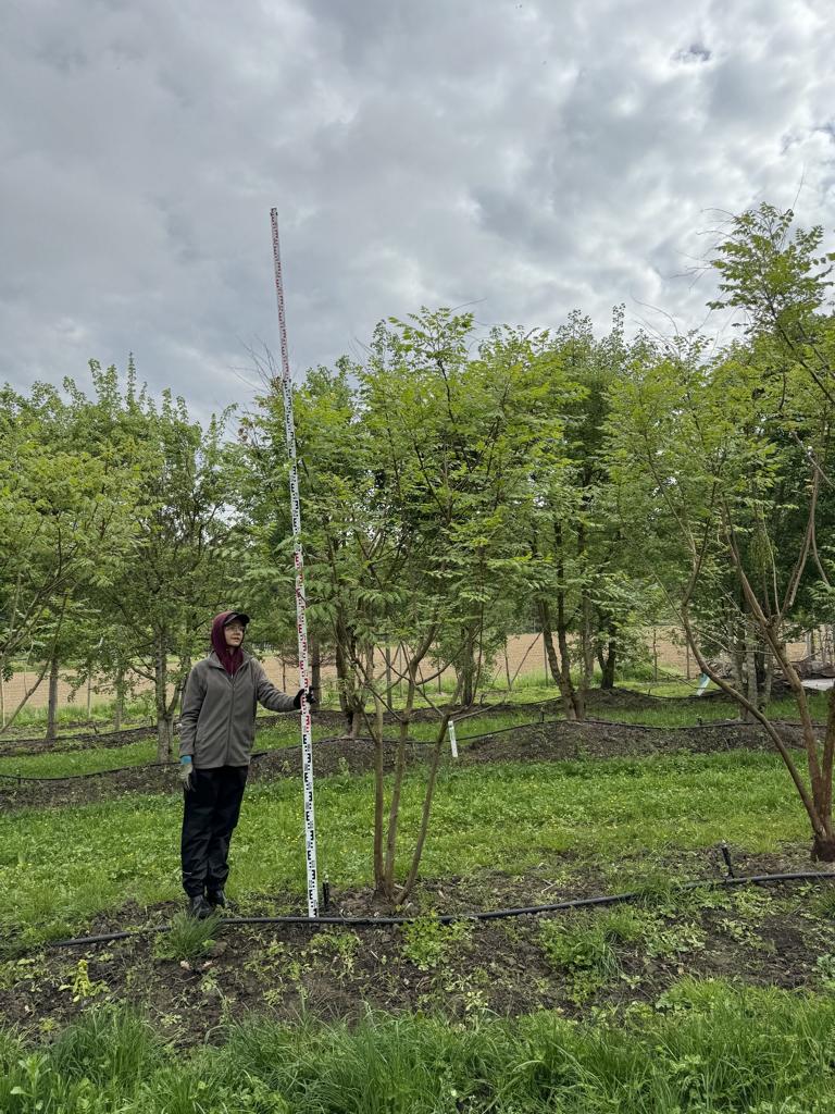 Koelreuteria paniculata