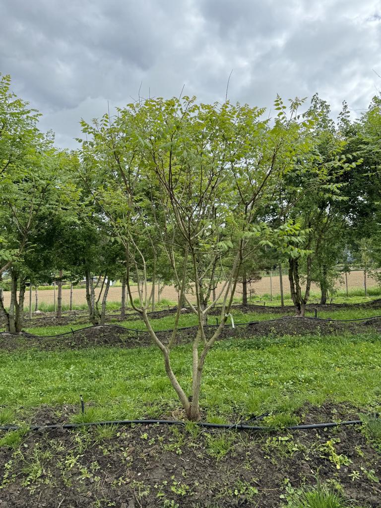Koelreuteria paniculata