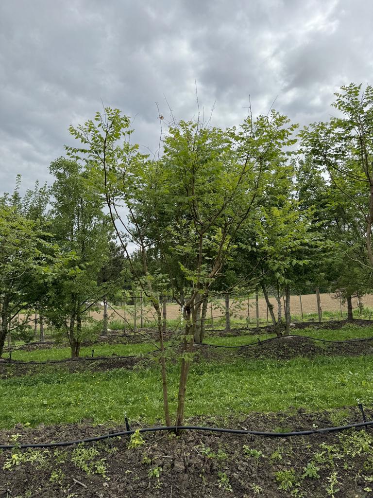 Koelreuteria paniculata