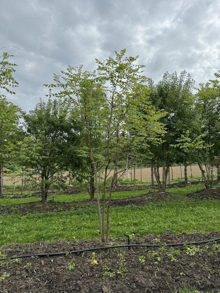 Koelreuteria paniculata