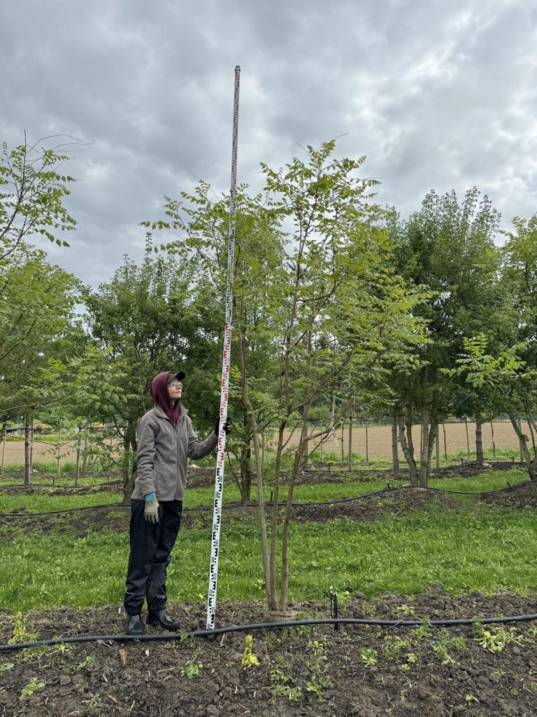 Koelreuteria paniculata