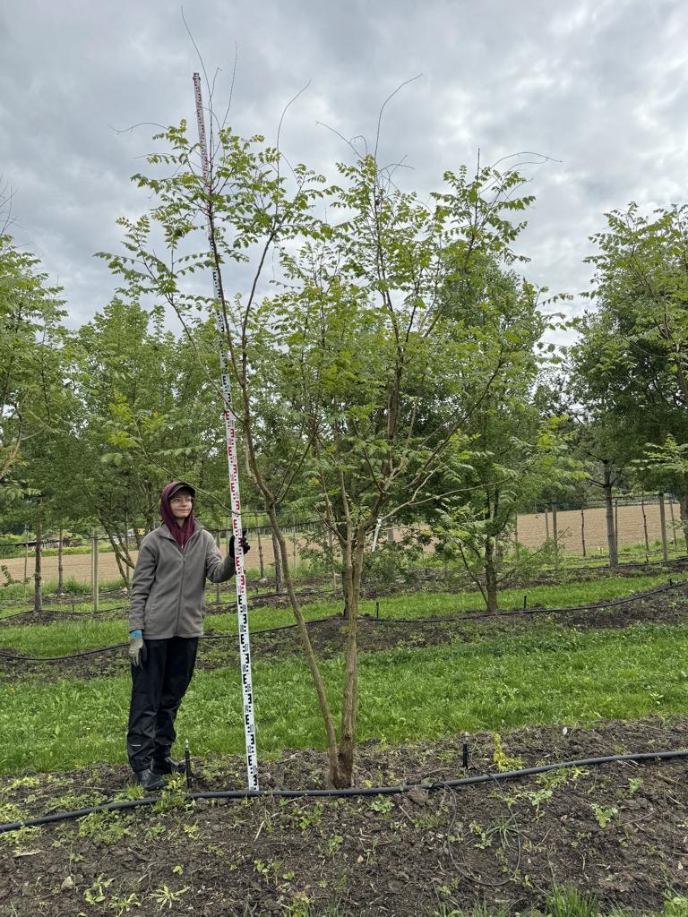 Koelreuteria paniculata
