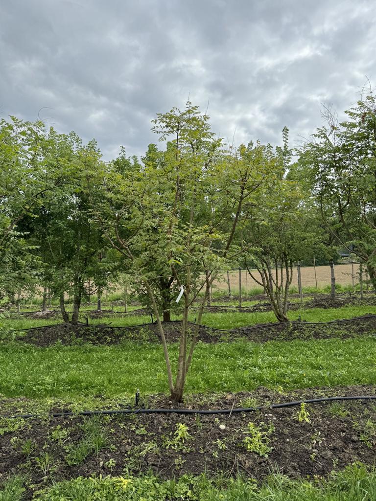 Koelreuteria paniculata