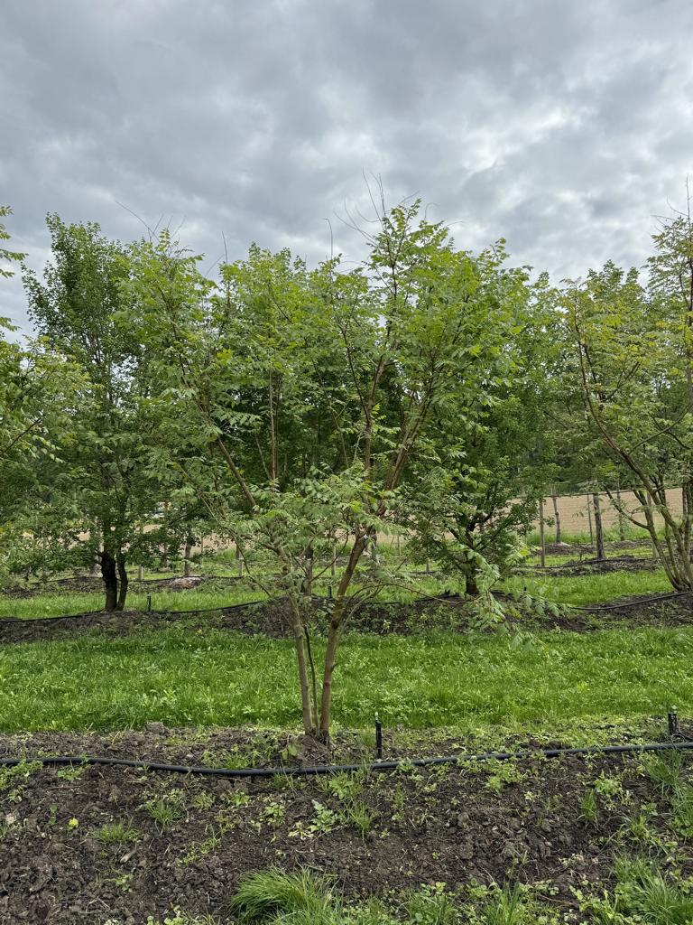 Koelreuteria paniculata