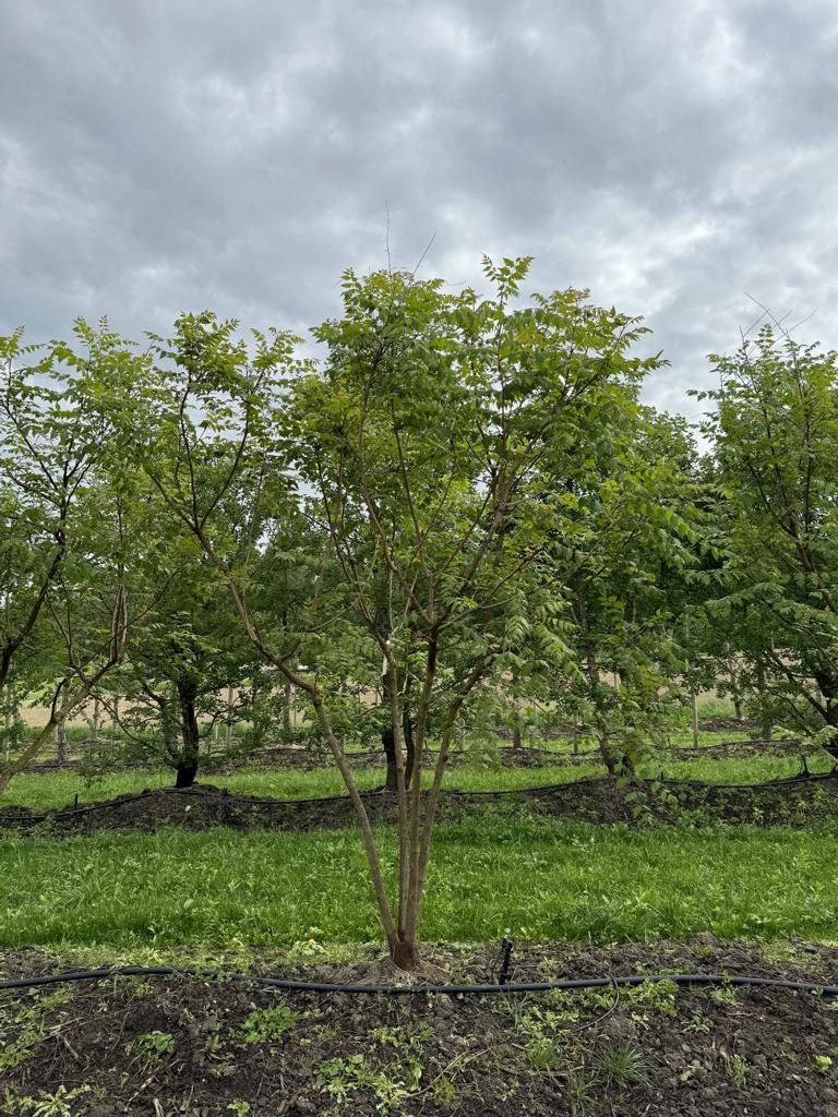 Koelreuteria paniculata