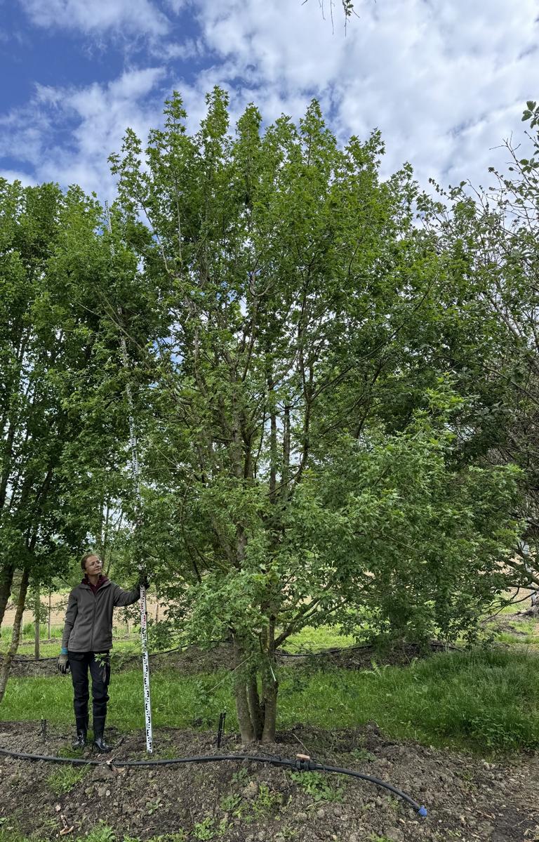 Acer monspessulanum