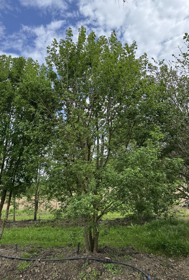Acer monspessulanum