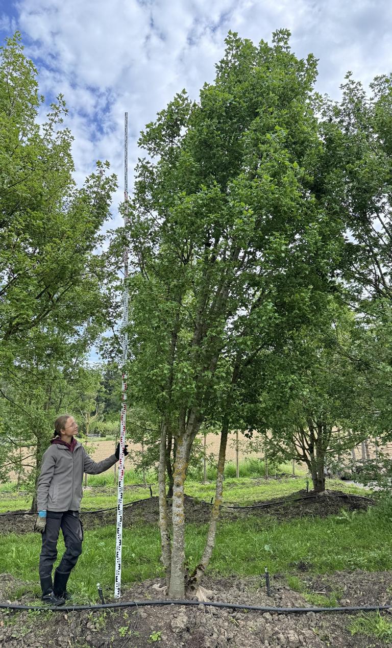 Acer monspessulanum Dachform