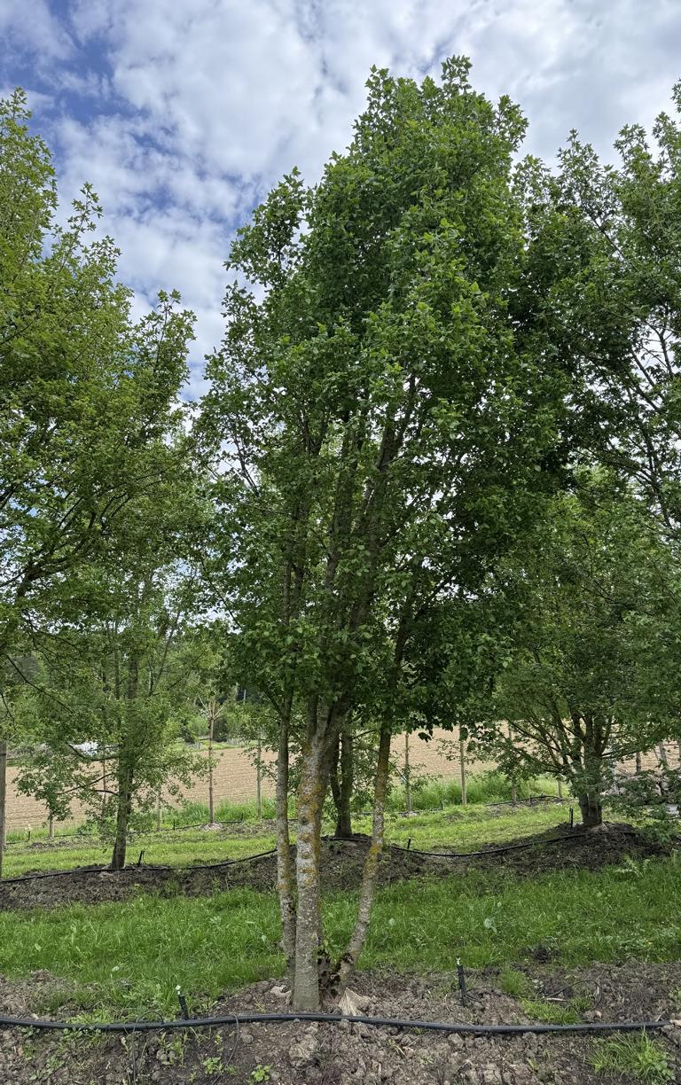Acer monspessulanum Dachform