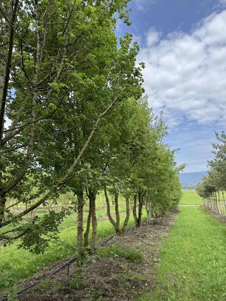 Acer monspessulanum Dachform