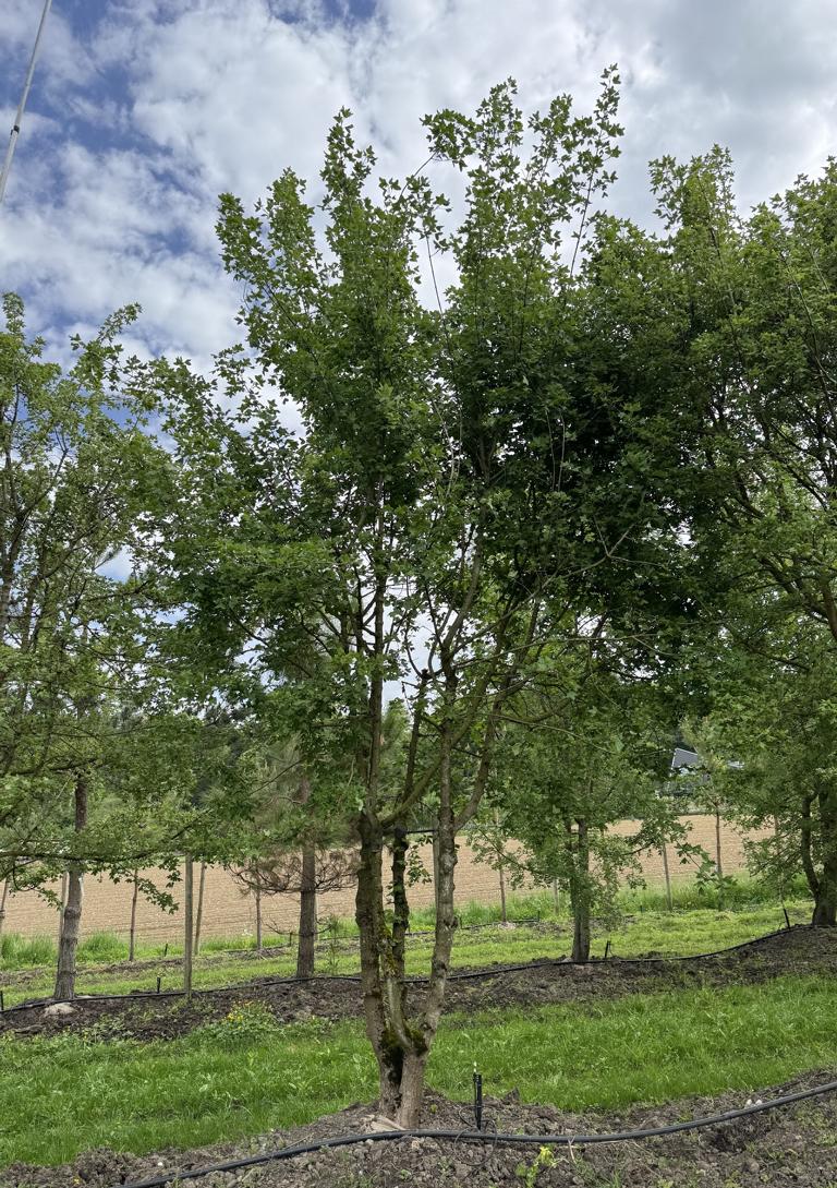 Acer monspessulanum Dachform