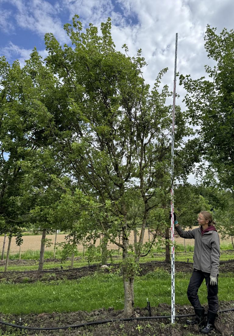 Acer monspessulanum