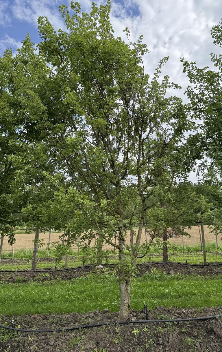 Acer monspessulanum