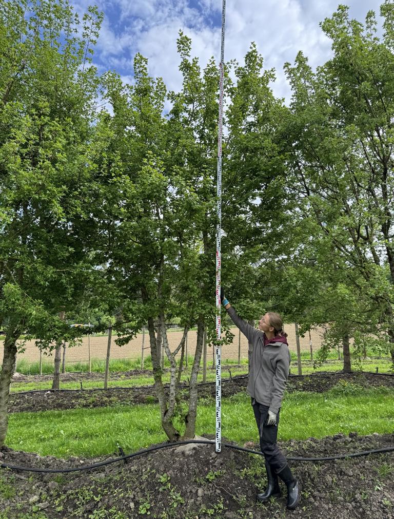 Acer monspessulanum Dachform