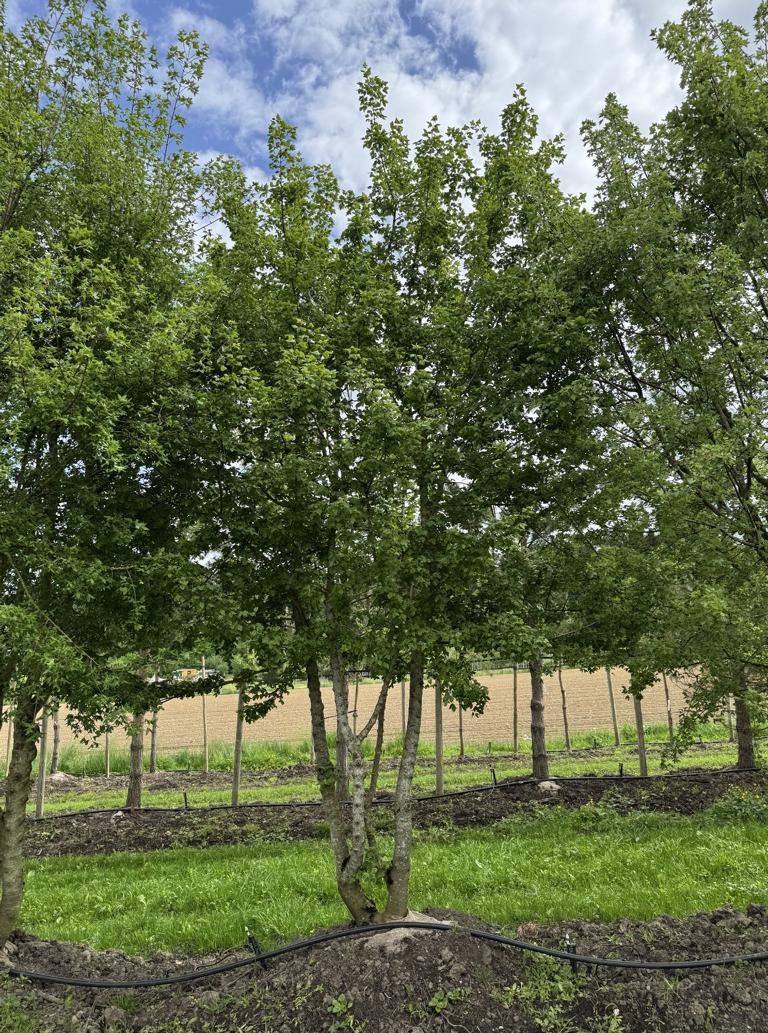Acer monspessulanum Dachform