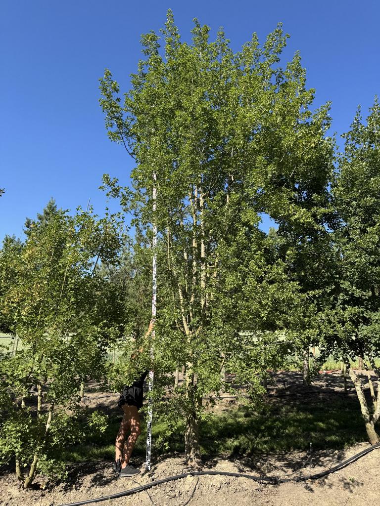 Acer monspessulanum