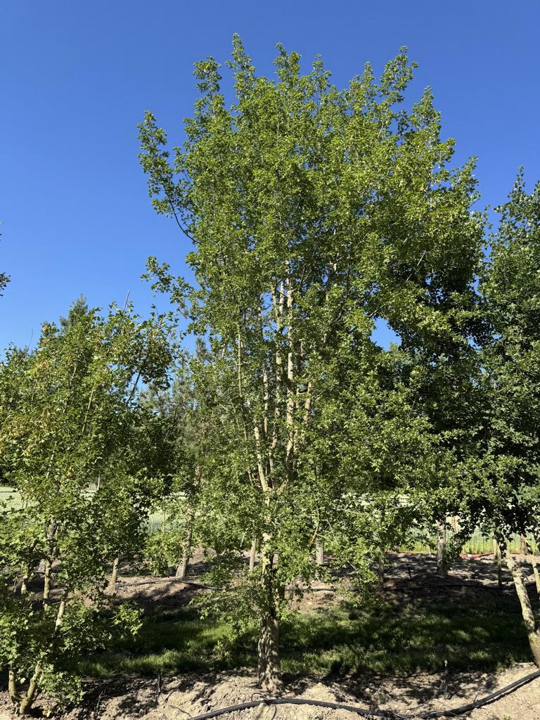 Acer monspessulanum