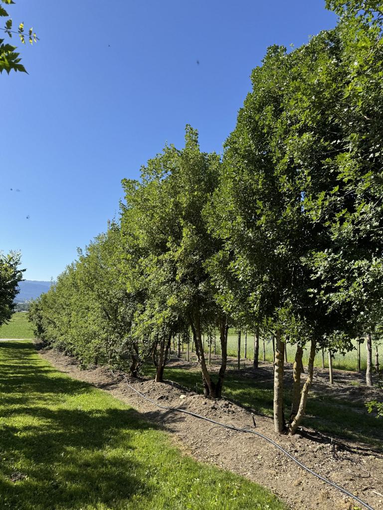 Acer monspessulanum