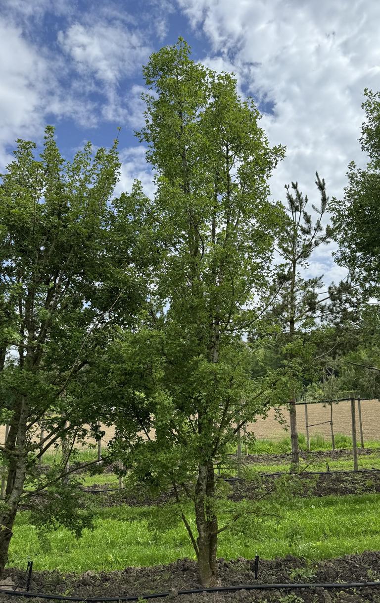 Acer monspessulanum
