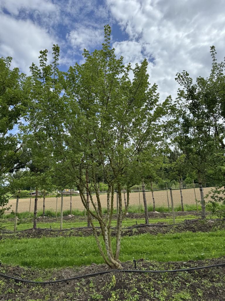 Acer monspessulanum Dachform