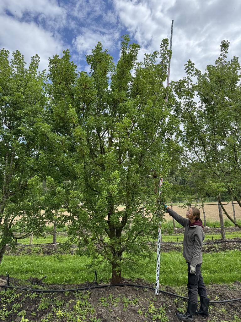 Acer monspessulanum