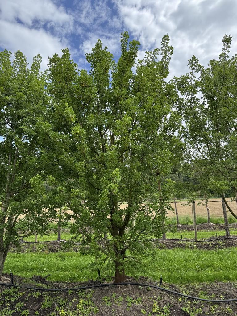 Acer monspessulanum
