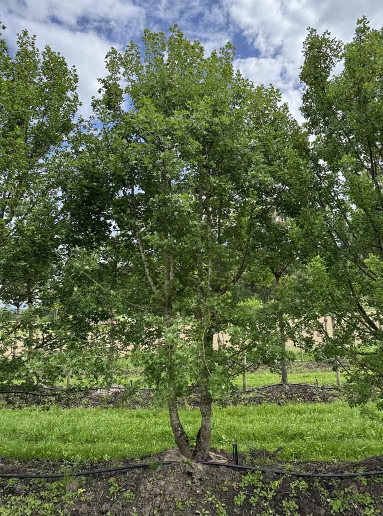 Acer monspessulanum Dachform