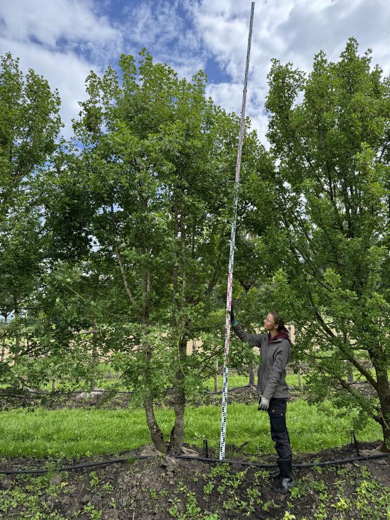 Acer monspessulanum Dachform