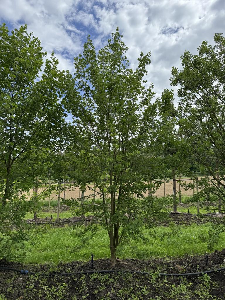 Acer monspessulanum