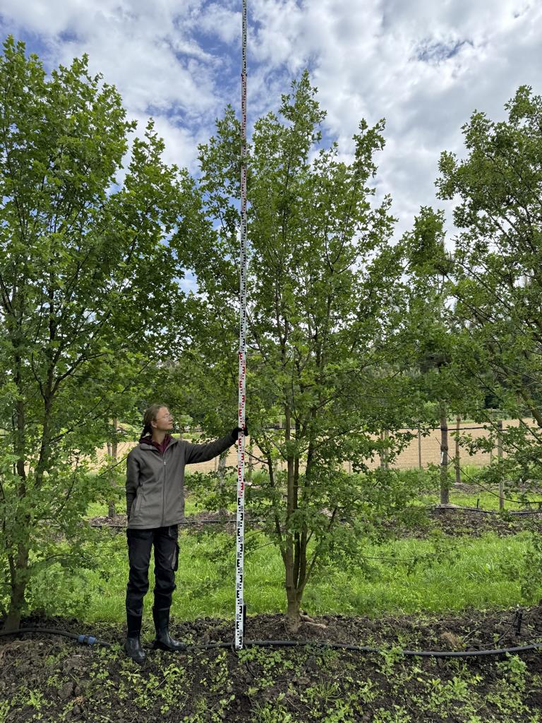 Acer monspessulanum