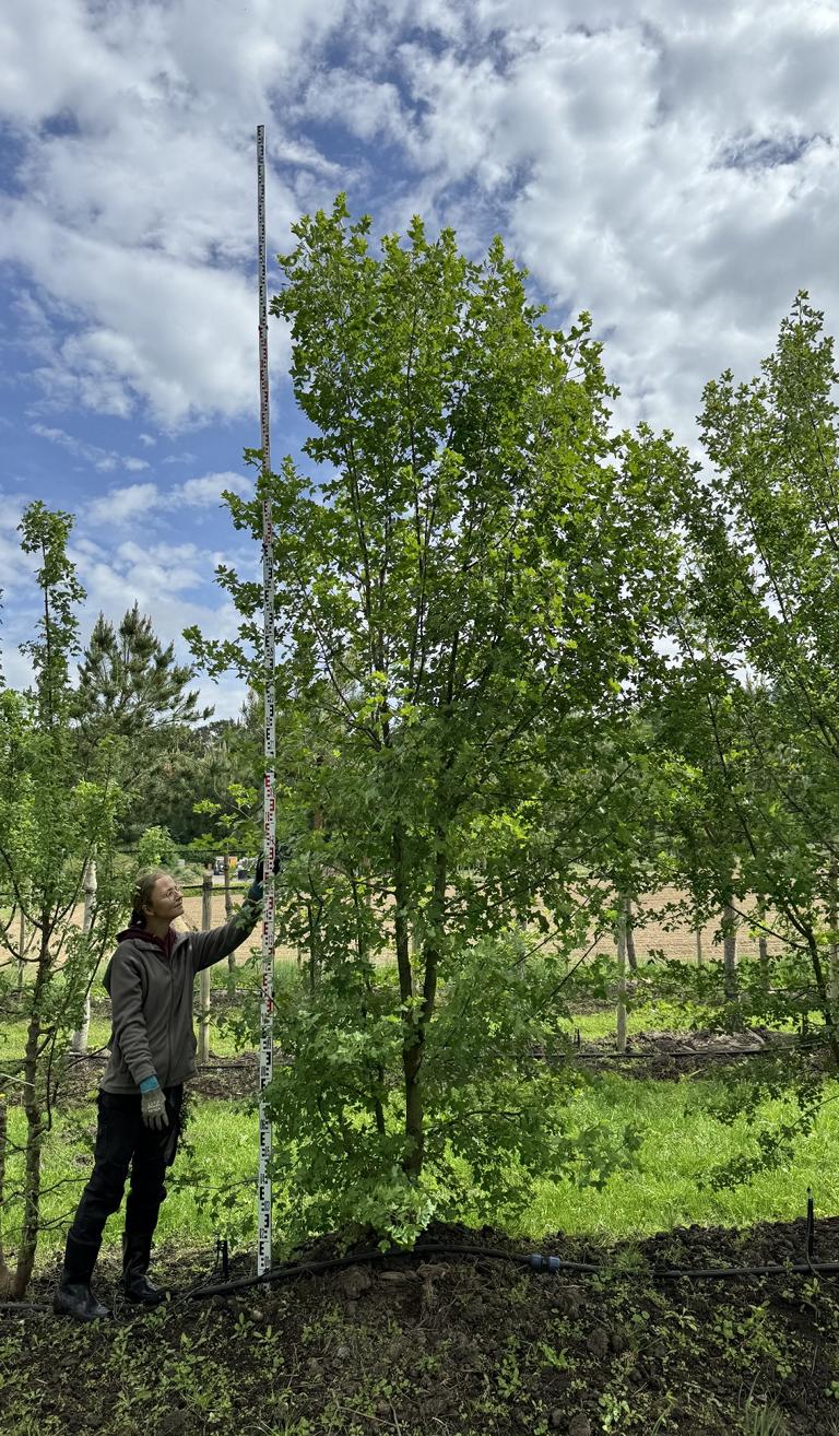 Acer monspessulanum