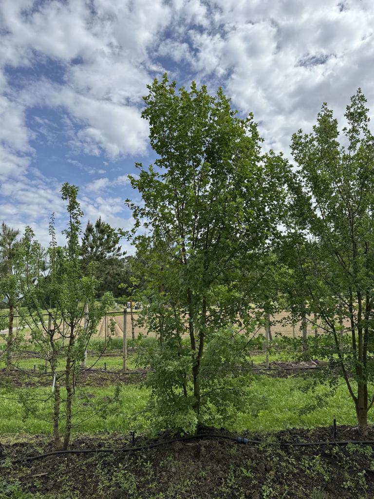 Acer monspessulanum