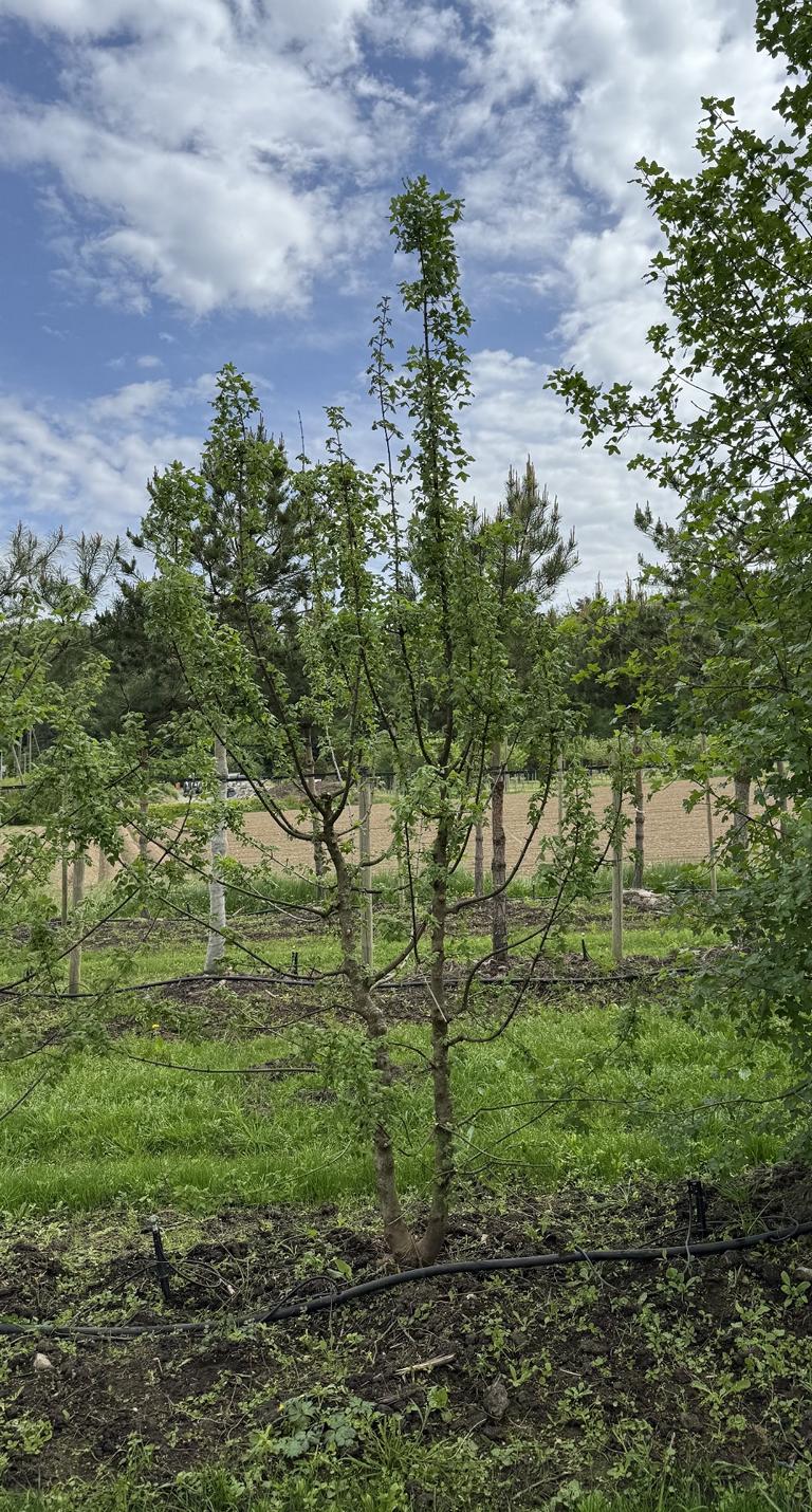 Acer monspessulanum