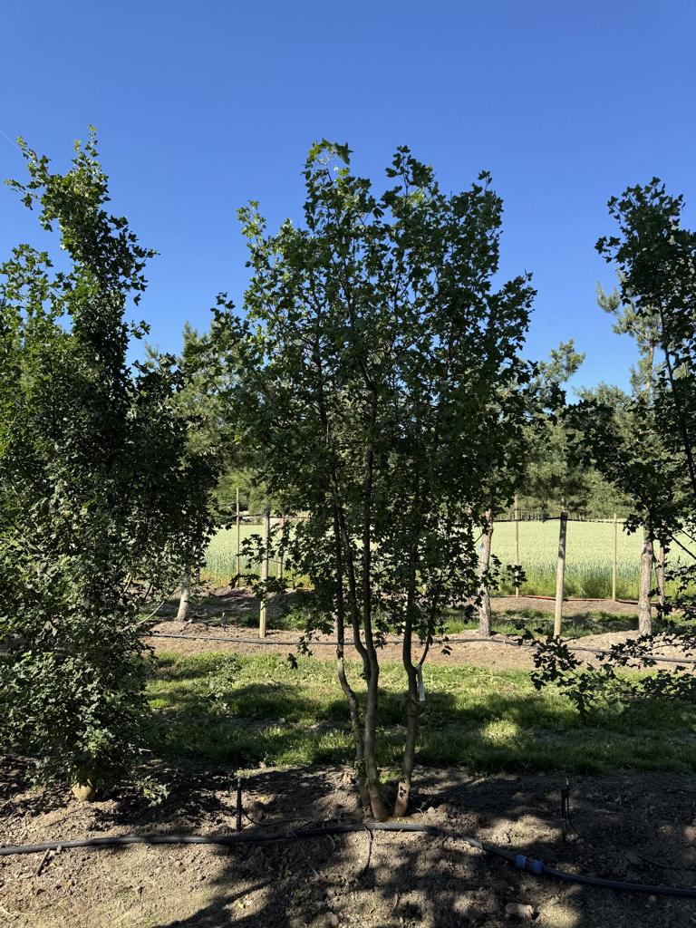 Acer monspessulanum Dachform