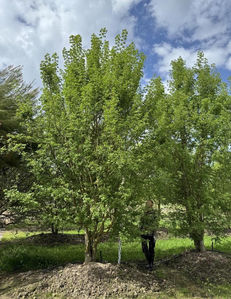 Acer monspessulanum
