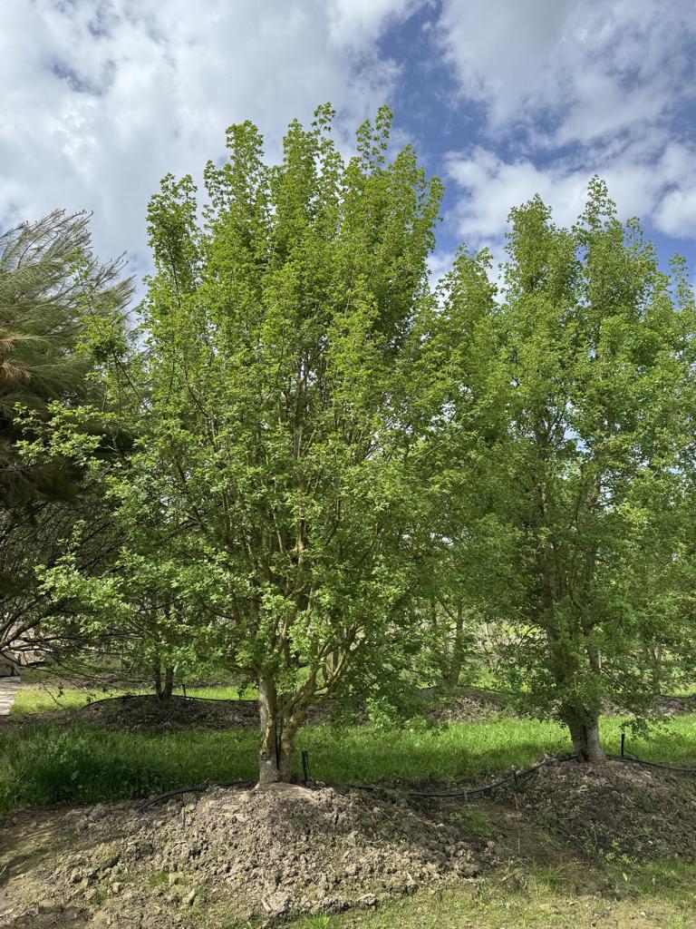 Acer monspessulanum