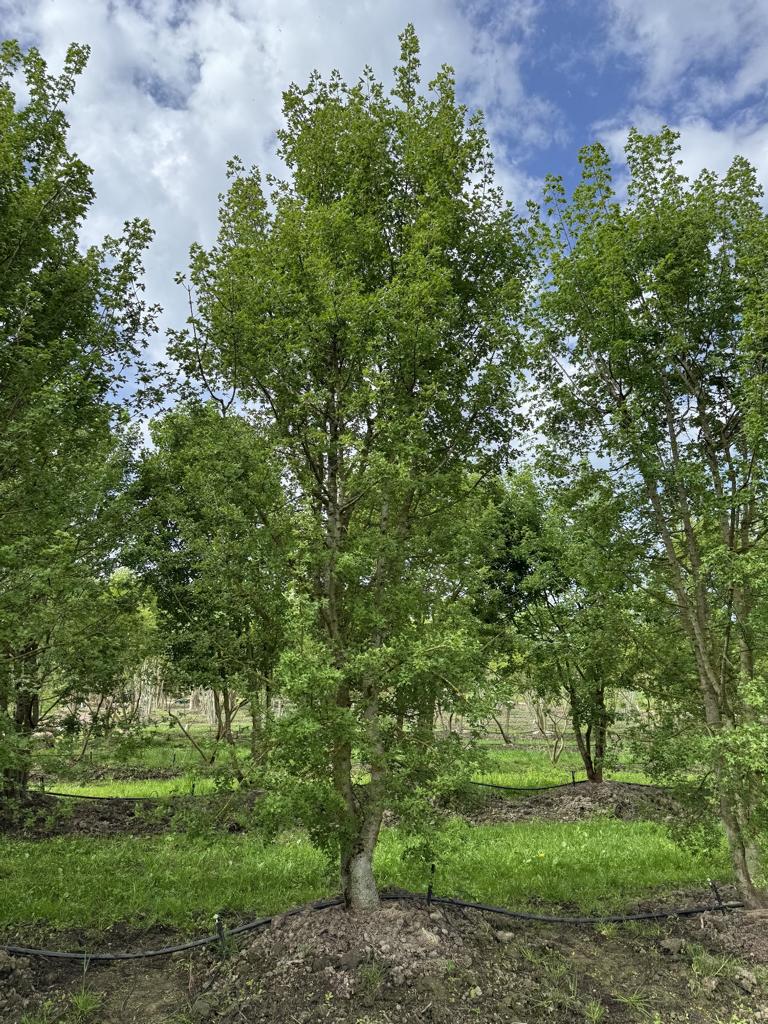 Acer monspessulanum