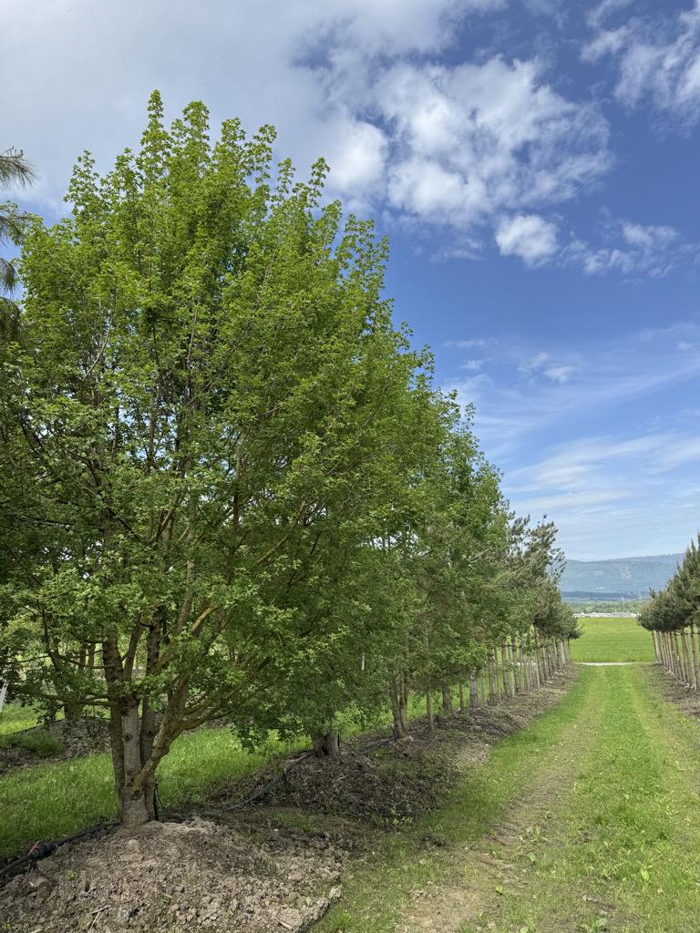 Acer monspessulanum