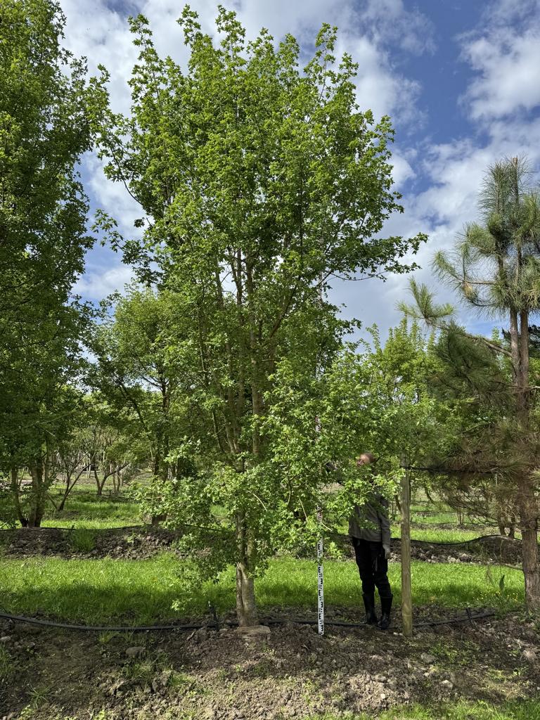 Acer monspessulanum