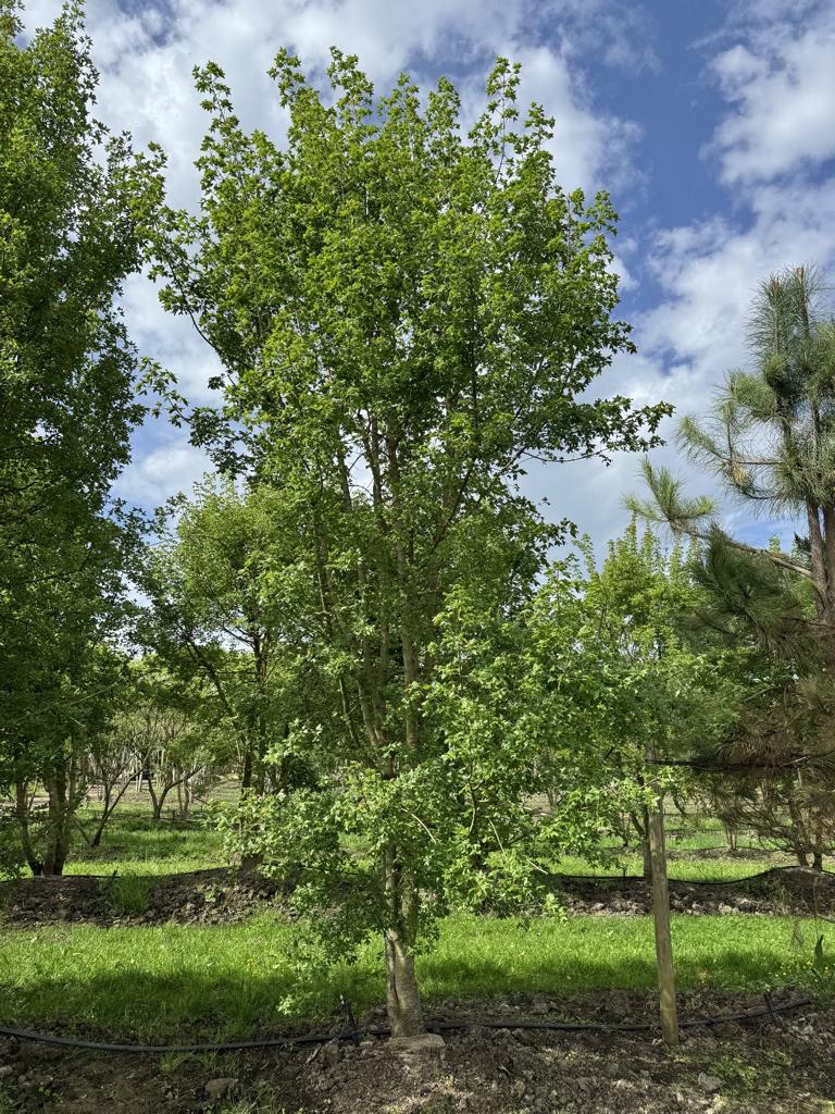 Acer monspessulanum