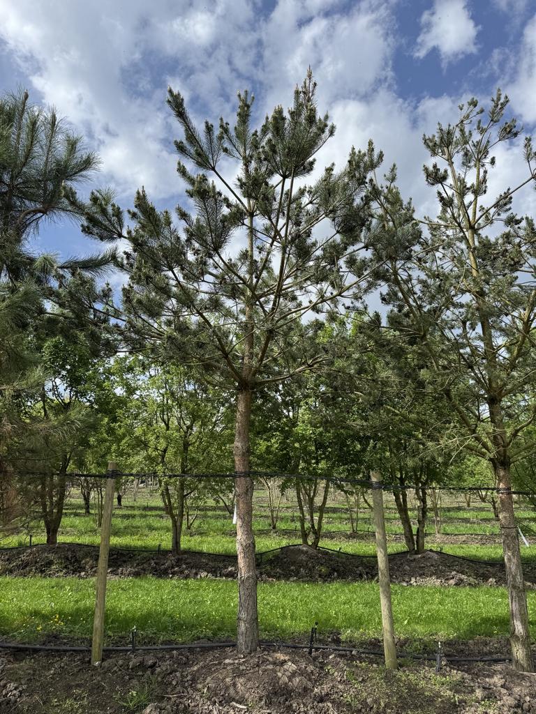 Pinus sylvestris