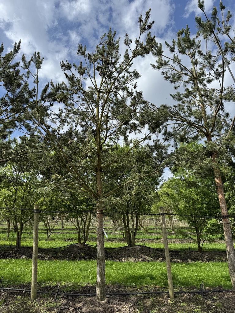 Pinus sylvestris