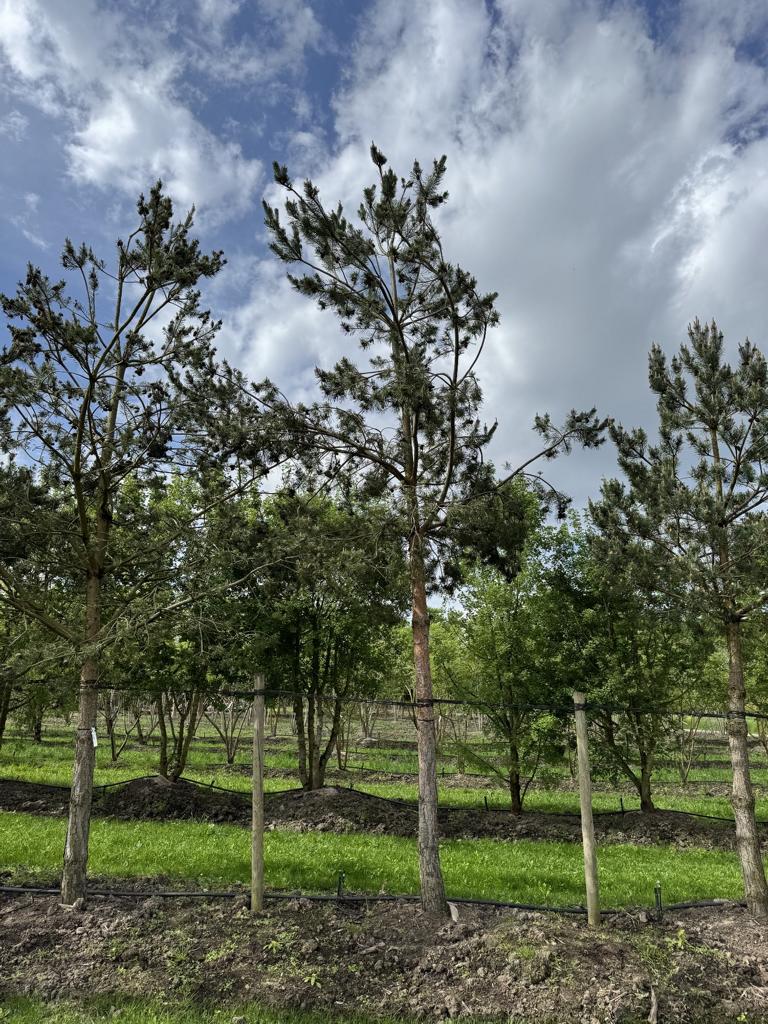 Pinus sylvestris