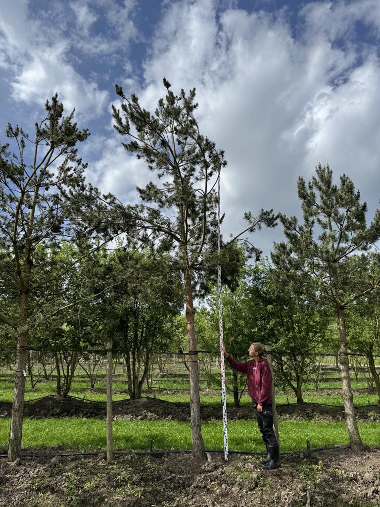 Pinus sylvestris