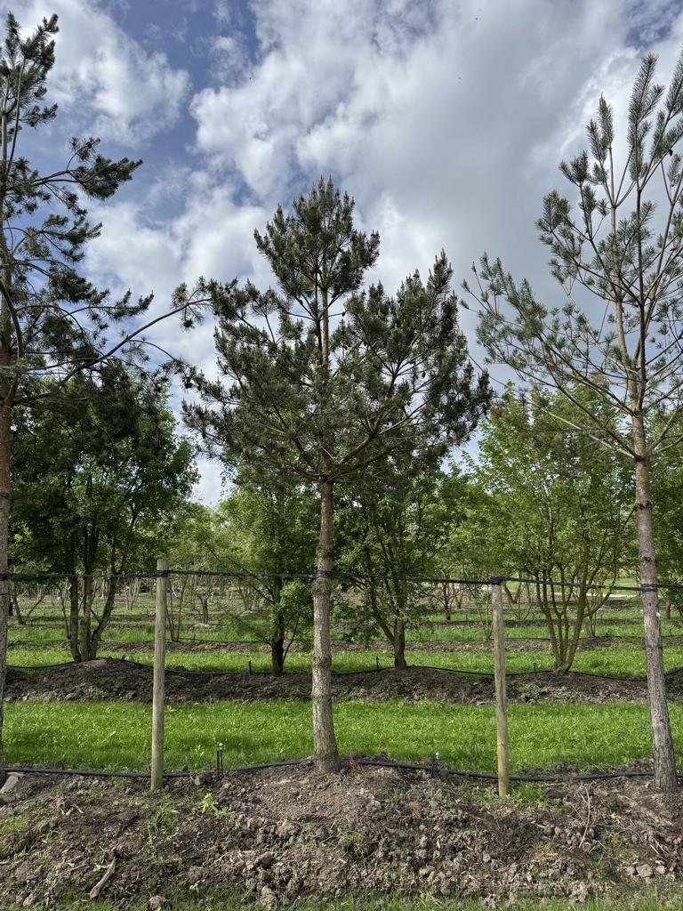 Pinus sylvestris