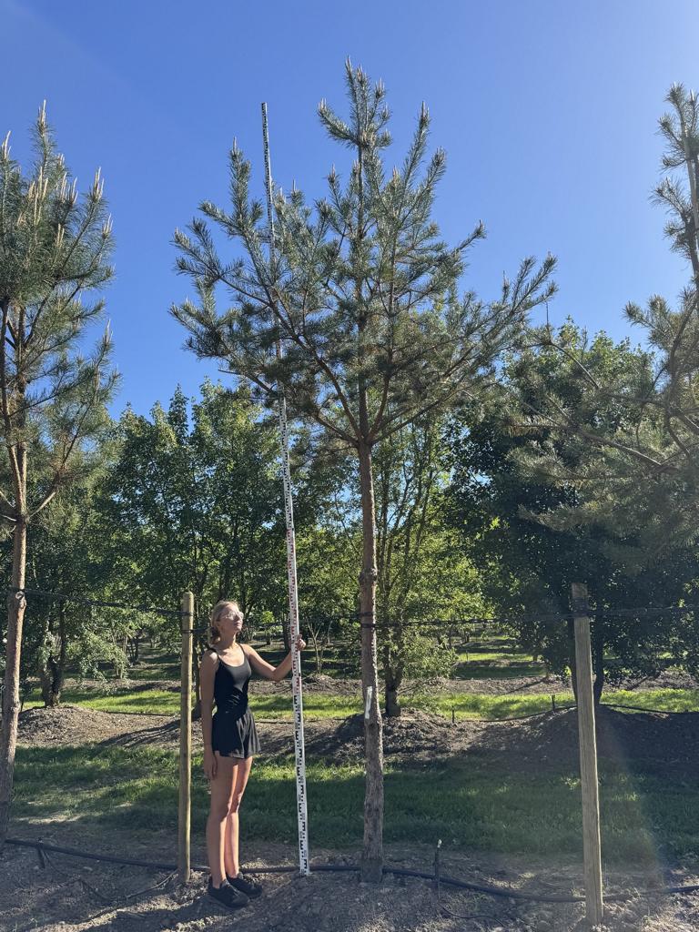 Pinus sylvestris
