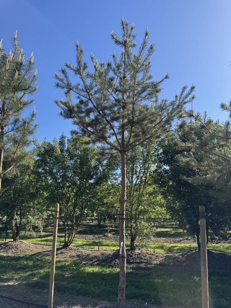 Pinus sylvestris